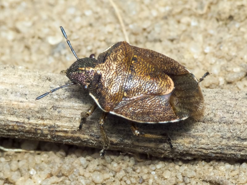 Rubiconia intermedia (Wolff, 1811)